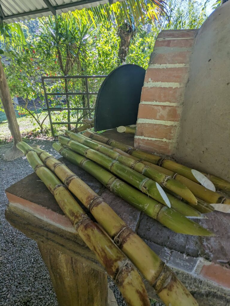 canne à sucre la fortuna