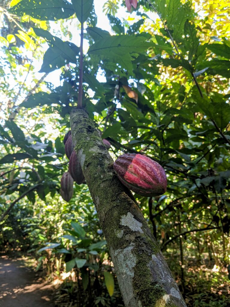 cocoa la fortuna