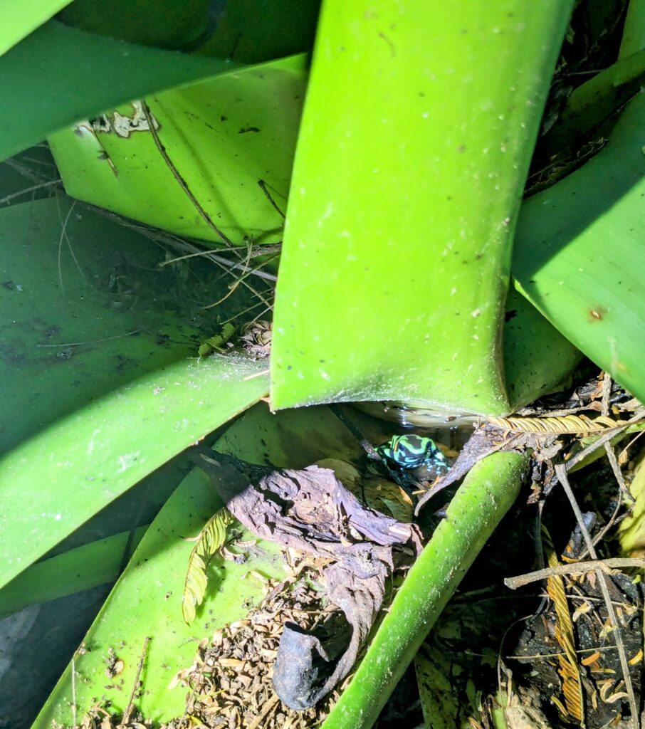 grenouille la fortuna